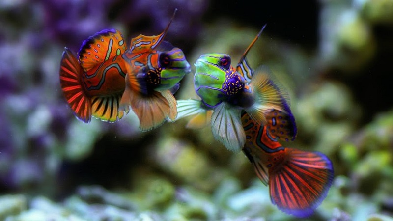Các loài cá cảnh đẹp nhất thế giới cho người đam mê